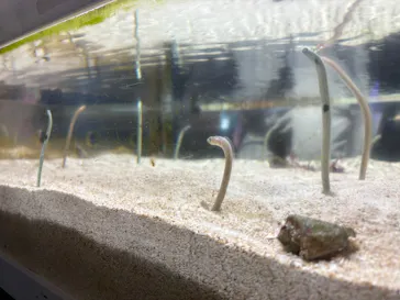 ゼロ距離水族館 伊勢シーパラダイスに投稿された画像（2026/3/1）