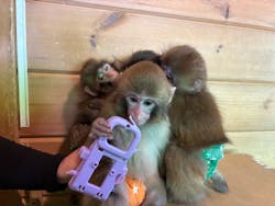 おさるランド＆アニタウン　日光さる軍団劇場に投稿された画像（2026/3/1）