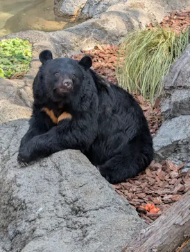 恩賜上野動物園に投稿された画像（2026/3/1）