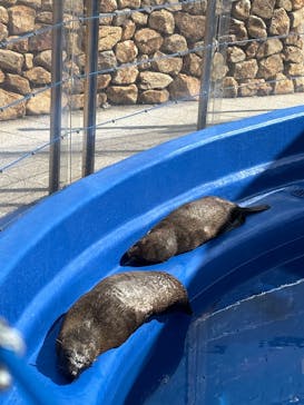 大分マリーンパレス水族館 「うみたまご」に投稿された画像（2026/3/1）