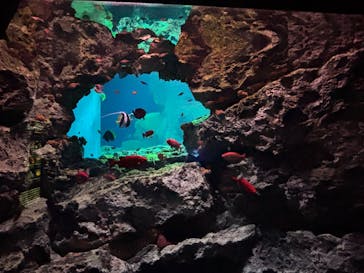 大分マリーンパレス水族館 「うみたまご」に投稿された画像（2026/3/1）