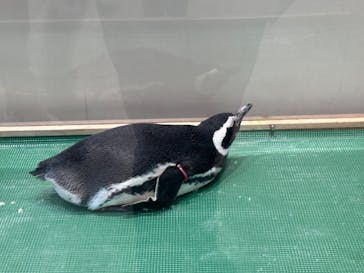 大分マリーンパレス水族館 「うみたまご」に投稿された画像（2026/3/1）