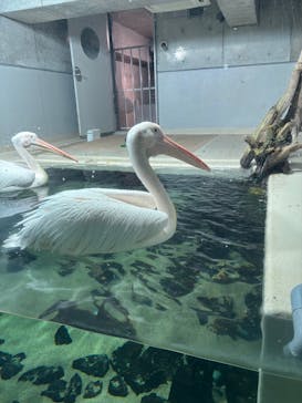 大分マリーンパレス水族館 「うみたまご」に投稿された画像（2026/3/1）