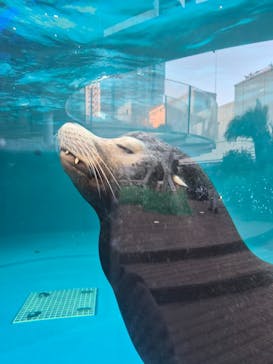 サンシャイン水族館に投稿された画像（2026/3/1）