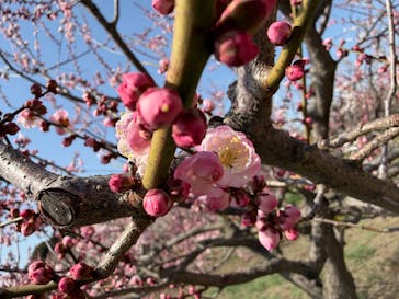 偕楽園本園に投稿された画像（2026/3/1）