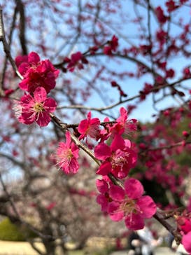 偕楽園本園に投稿された画像（2026/3/1）