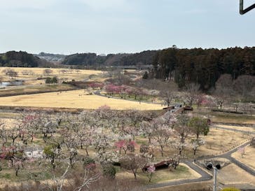 偕楽園本園に投稿された画像（2026/3/1）