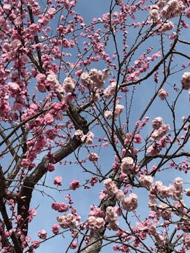 偕楽園本園に投稿された画像（2026/3/1）