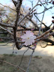 新宿御苑に投稿された画像（2026/3/1）