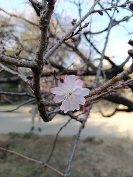 新宿御苑に投稿された画像（2026/3/1）