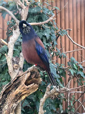 恩賜上野動物園に投稿された画像（2026/3/1）