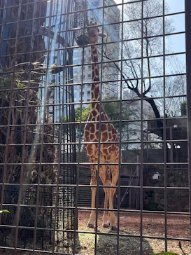 恩賜上野動物園に投稿された画像（2026/3/1）