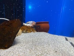 シン・マリホ水族館に投稿された画像（2026/3/1）