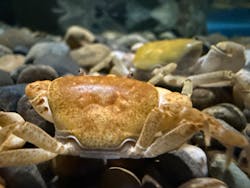 シン・マリホ水族館に投稿された画像（2026/3/1）