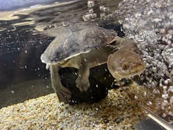 シン・マリホ水族館に投稿された画像（2026/3/1）