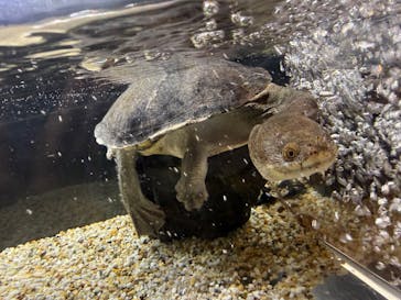 シン・マリホ水族館に投稿された画像（2026/3/1）