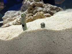 シン・マリホ水族館に投稿された画像（2026/3/1）