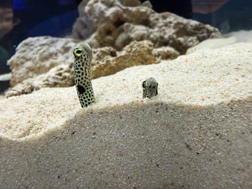 シン・マリホ水族館に投稿された画像（2026/3/1）