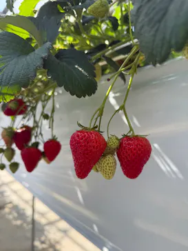 お陽様農園に投稿された画像（2026/3/1）