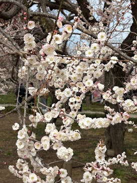 偕楽園本園に投稿された画像（2026/3/1）