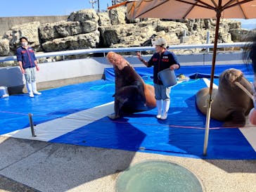 大分マリーンパレス水族館 「うみたまご」に投稿された画像（2026/3/1）