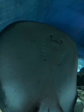 大分マリーンパレス水族館 「うみたまご」に投稿された画像（2026/3/1）