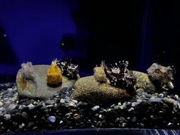 新江ノ島水族館に投稿された画像（2026/3/1）