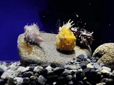 新江ノ島水族館に投稿された画像（2026/3/1）