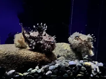 新江ノ島水族館に投稿された画像（2026/3/1）