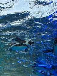 サンシャイン水族館に投稿された画像（2026/3/1）
