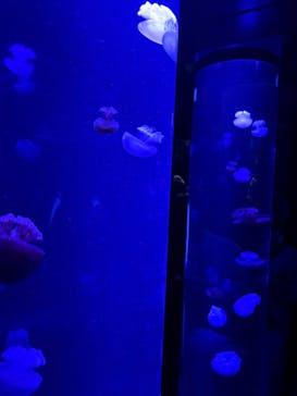 サンシャイン水族館に投稿された画像（2026/3/1）