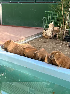 竹島水族館に投稿された画像（2026/3/1）