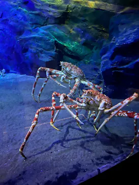 竹島水族館に投稿された画像（2026/3/1）