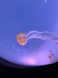 サンシャイン水族館に投稿された画像（2026/3/1）