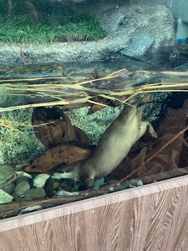 サンシャイン水族館に投稿された画像（2026/3/1）