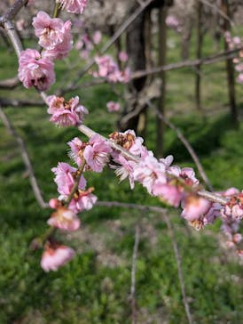 偕楽園本園に投稿された画像（2026/3/1）
