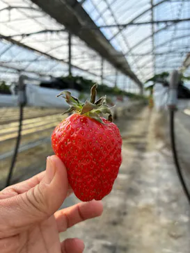 いちごICHIJYU FRUIT FARMに投稿された画像（2026/3/1）