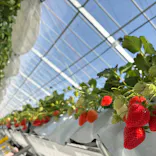 strawberry lab ～farmlab ikaho factory～に投稿された画像（2026/3/1）