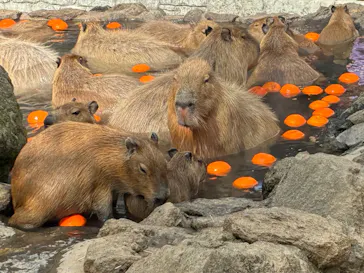 伊豆シャボテン動物公園に投稿された画像（2026/3/1）