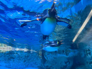 横浜・八景島シーパラダイスに投稿された画像（2026/3/1）