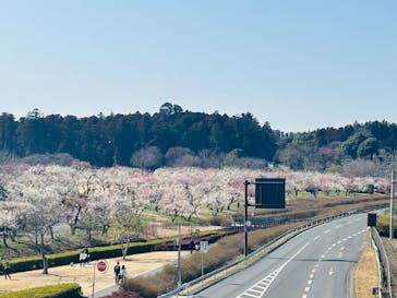 偕楽園本園に投稿された画像（2026/3/1）