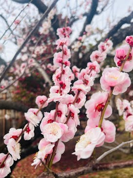 偕楽園本園に投稿された画像（2026/3/1）