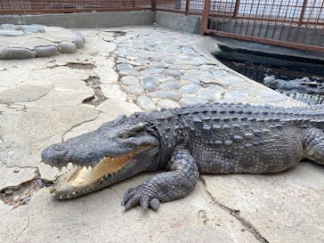 熱川バナナワニ園に投稿された画像（2026/3/1）