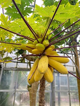 熱川バナナワニ園に投稿された画像（2026/3/1）