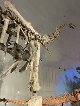 福井県立恐竜博物館に投稿された画像（2026/3/1）