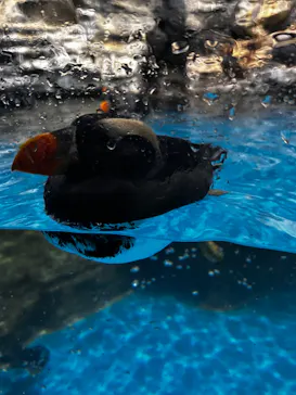 アクアワールド茨城県大洗水族館に投稿された画像（2026/3/1）