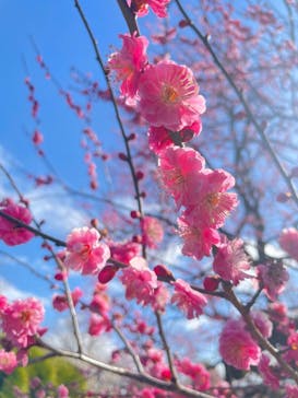 偕楽園本園に投稿された画像（2026/3/1）