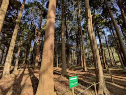 フォレストアドベンチャー・千葉に投稿された画像（2026/3/1）