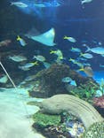 サンシャイン水族館に投稿された画像（2026/3/2）