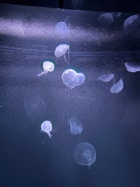 サンシャイン水族館に投稿された画像（2026/3/1）
